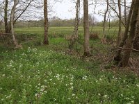 Cardamine amara 21, Bittere veldkers, Saxifraga-Hans Boll