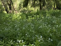 Cardamine amara 27, Bittere veldkers, Saxifraga-Willem van Kruijsbergen