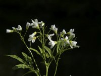 Cardamine amara 28, Bittere veldkers, Saxifraga-Willem van Kruijsbergen