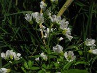 Cardamine amara 3, Bittere veldkers, Saxifraga-Rutger Barendse