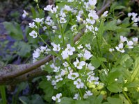 Cardamine amara 4, Bittere veldkers, Saxifraga-Peter Meininger