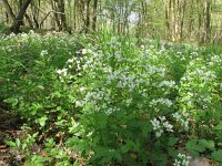 Cardamine amara 8, Bittere veldkers, Saxifraga-Jasenka Topic