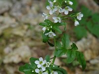 Cardamine amara ssp amara 5, Bittere veldkers, Saxifraga-Willem van Kruijsbergen