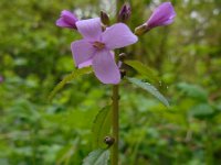 Cardamine bulbifera 10, Bolletjeskers, Saxifraga-Ed Stikvoort