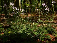 Cardamine bulbifera 13, Bolletjeskers, Saxifraga-Ed Stikvoort