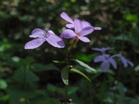 Cardamine bulbifera 16, Bolletjeskers, Saxifraga-Ed Stikvoort