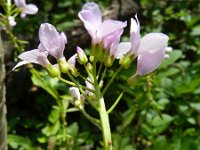 Cardamine bulbifera 18, Bolletjeskers, Saxifraga-Rutger Barendse