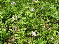 Cardamine bulbifera 19, Bolletjeskers, Saxifraga-Rutger Barendse