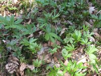 Cardamine bulbifera 2, Bolletjeskers, Saxifraga-Rutger Barendse