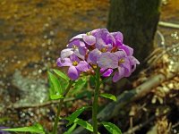 Cardamine bulbifera 25, Bolletjeskers, Saxifraga-Hans Grotenhuis