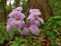 Cardamine bulbifera 31, Bolletjeskers, Saxifraga-Hans Grotenhuis