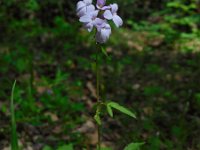 Cardamine bulbifera 4, Bolletjeskers, Saxifraga-Ed Stikvoort