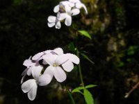 Cardamine bulbifera 7, Bolletjeskers, Saxifraga-Ed Stikvoort