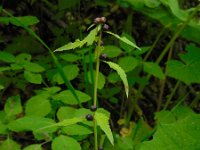 Cardamine bulbifera 8, Bolletjeskers, Saxifraga-Ed Stikvoort