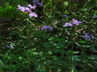 Cardamine bulbifera 9, Bolletjeskers, Saxifraga-Ed Stikvoort