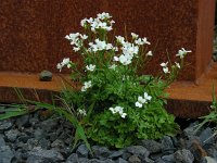 Cardamine caldeirarum 2, Saxifraga-Ed Stikvoort