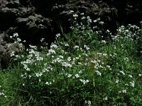 Cardamine caldeirarum 3, Saxifraga-Ed Stikvoort