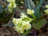 Cardamine enneaphyllos 3, Saxifraga-Rutger Barendse