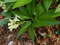 Cardamine enneaphyllos 5, Saxifraga-Rutger Barendse