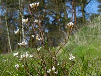 Cardamine flexuosa 11, Bosveldkers, Saxifraga-Rutger Barendse