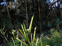 Cardamine flexuosa 13, Bosveldkers, Saxifraga-Rutger Barendse