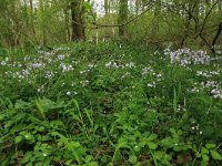 Cardamine flexuosa 14, Bosveldkers, Saxifraga-Hans Boll