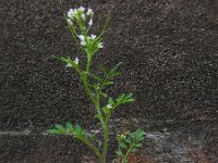 Cardamine flexuosa 23, Bosveldkers, Saxifraga-Ed Stikvoort