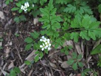 Cardamine graeca 2, Saxifraga-Jasenka Topic