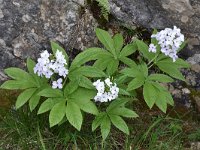 Cardamine heptaphylla 10, Saxifraga-Harry Jans