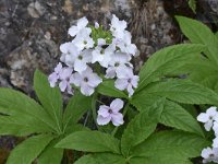 Cardamine heptaphylla 11, Saxifraga-Harry Jans