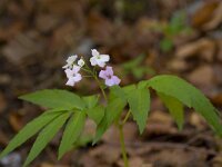 Cardamine heptaphylla 12, Saxifraga-Jan Nijendijk