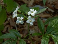 Cardamine heptaphylla 2, Saxifraga-Willem van Kruijsbergen