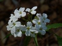 Cardamine heptaphylla 3, Saxifraga-Willem van Kruijsbergen