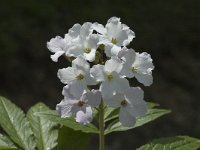 Cardamine heptaphylla 5, Saxifraga-Jan van der Straaten