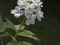 Cardamine heptaphylla 6, Saxifraga-Jan van der Straaten