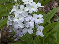 Cardamine heptaphylla 8, Saxifraga-Willem van Kruijsbergen