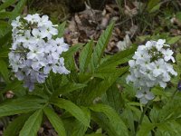 Cardamine heptaphylla 9, Saxifraga-Willem van Kruijsbergen