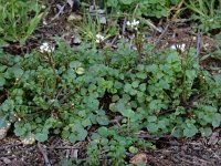 Cardamine hirsuta 11, Kleine veldkers, Saxifraga-Ed Stikvoort