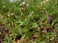 Cardamine hirsuta 12, Kleine veldkers, Saxifraga-Ed Stikvoort