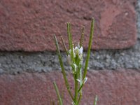 Cardamine hirsuta 18, Kleine veldkers, Saxifraga-Ed Stikvoort