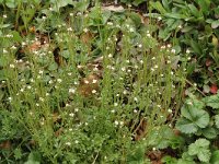 Cardamine hirsuta 4, Kleine veldkers, Saxifraga-Jan van der Straaten