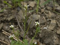 Cardamine hirsuta 5, Kleine veldkers, Saxifraga-Willem van Kruijsbergen