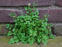 Cardamine hirsuta 8, Kleine veldkers, Saxifraga-Ed Stikvoort