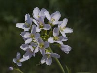 Cardamine pratensis 10, Pinksterbloem, Saxifraga-Jan van der Straaten