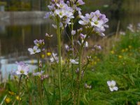 Cardamine pratensis 102, Pinksterbloem, Saxifraga-Ed Stikvoort