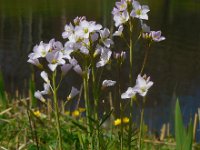 Cardamine pratensis 103, Pinksterbloem, Saxifraga-Ed Stikvoort