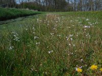 Cardamine pratensis 104, Pinksterbloem, Saxifraga-Ed Stikvoort