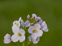 Cuckoo-flowers (Cardamine pratensis) in a meadow  Cardamine pratensis : cardamine pratensis, cuckoo-flower, flora, floral, flower, flowers, growth, natural, nature, plant, spring, springtime, flower head, flowering, in flower, petal, petals, purple, no people, nobody, pistil, stamen, stamens, wildflower