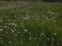 Cardamine pratensis 107, Pinksterbloem, Saxifraga-Jan van der Straaten