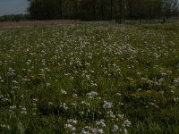 Cardamine pratensis 109, Pinksterbloem, Saxifraga-Jan van der Straaten